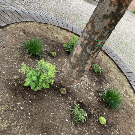 Foto der neu gestalteten Baumscheiben