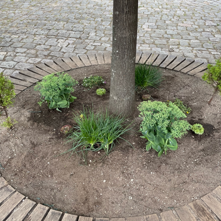 Foto der neu gestalteten Baumscheiben